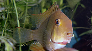 Guianacara geayi "Oyapock" yngel 3 cm