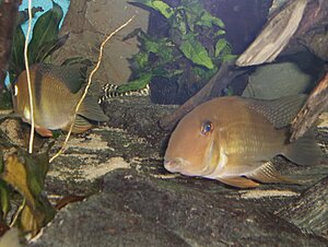 Guianacara geayi "Oyapock"