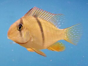 Guianacara geayi "Oyapock" yngel 3cm