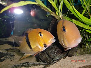Guianacara geayi "Oyapock" Hona+hane