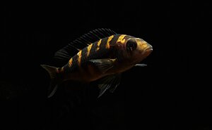 Pseudotropheus crabro