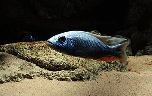 Sciaenochromis fryeri ghost