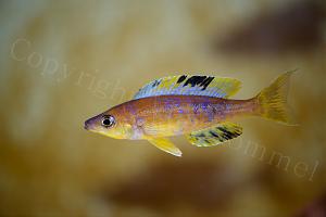 Cyprichromis Microlepidotus Bulu Point wc