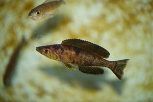 cyprichromis Microlepidotus Kiriza Black wc