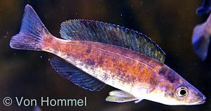 Cyprichromis Microlepidotus Kiriza Black