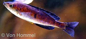 Cyprichromis Microlepidotus Kiriza Black