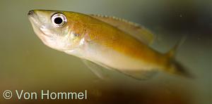 Cyprochromis Microlepidotus Kiriza Black female