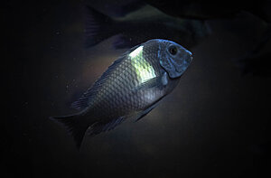 Tropheus Duboisi Maswa