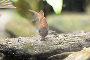 Corydoras venezuelanus