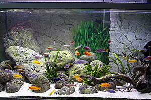 Akvariet har varit igång ca 3 månader