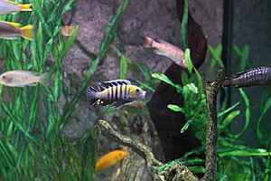 Cynotilapi Zebroide "Cobwe" "Edwardi" "Afra" kärt fisk har många namn, absolut min favorit, en tuff lite rackare som inte rädd att bråka med dubbelt så stora fiskar :)