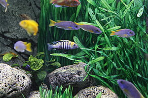 Cynotilapi Zebroide, Pseudotripheus sp. Acei Mozanbique.