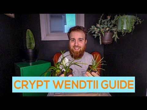 Cryptocoryne wendtii var. green