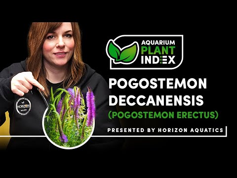Pogostemon erectus