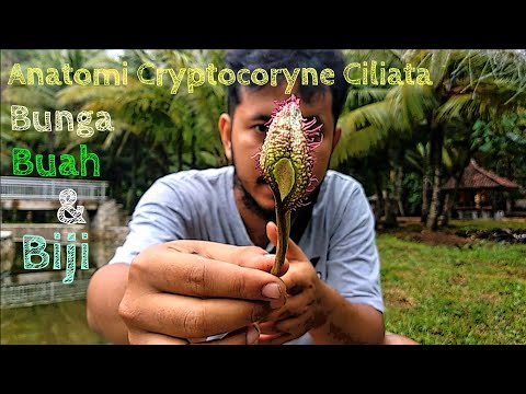 Cryptocoryne ciliata