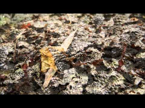 Cryptocoryne keei var. schulzei