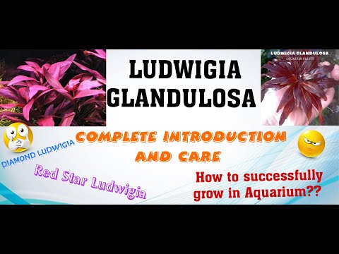 Ludwigia glandulosa