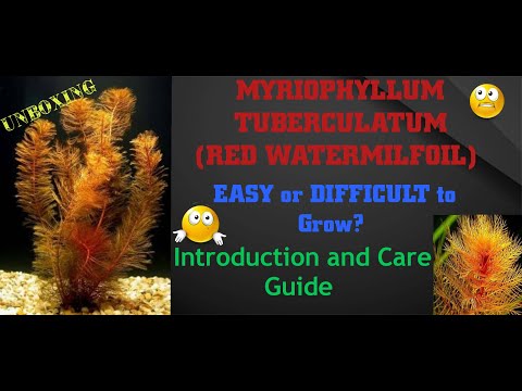 Myriophyllum tuberculatum