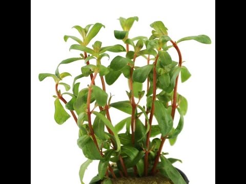 Nesaea crassicaulis