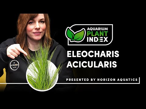 Eleocharis acicularis