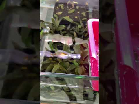 Cryptocoryne undulata