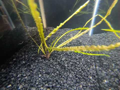 Cryptocoryne retrospiralis