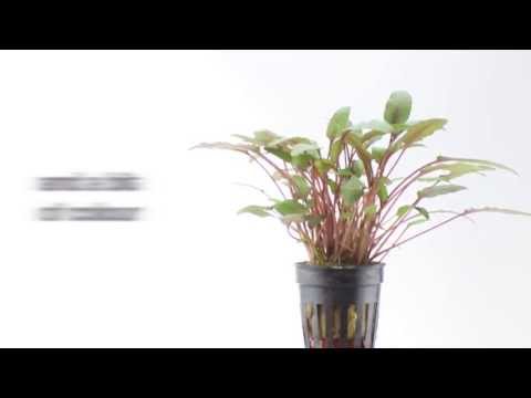 Cryptocoryne beckettii var. petchii