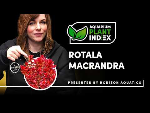 Rotala macrandra