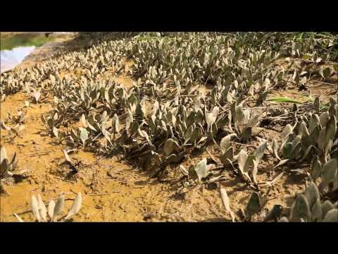 Cryptocoryne lingua