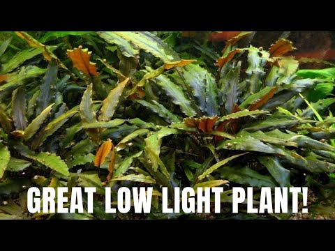 Cryptocoryne beckettii var. wendtii