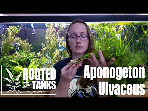 Aponogeton ulvaceus