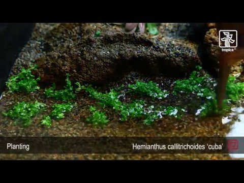 Hemianthus callitrichoides