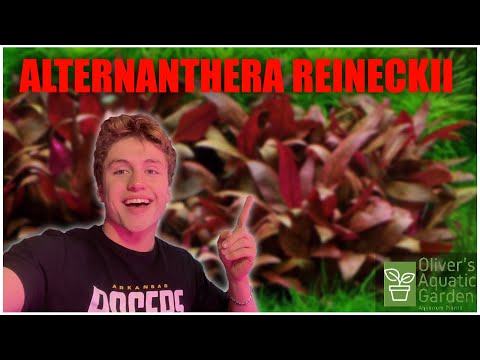 Alternanthera reineckii