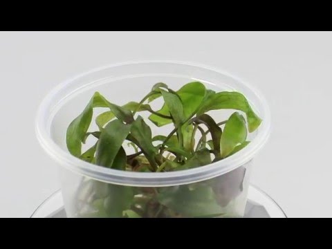 Cryptocoryne cordata