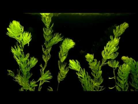 Ceratophyllum demersum