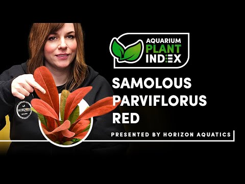 Samolus parviflorus
