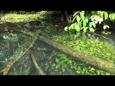 Cryptocoryne noritoi