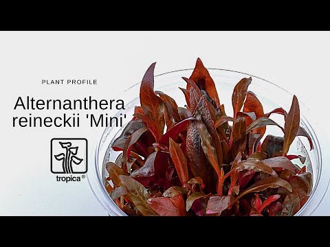 Alternanthera reineckii var. mini