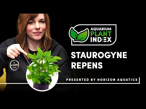 Staurogyne repens