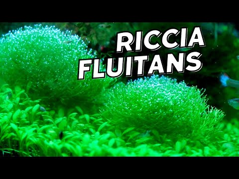 Riccia fluitans