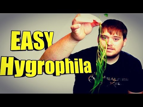 Hygrophila corymbosa var. angustifolia