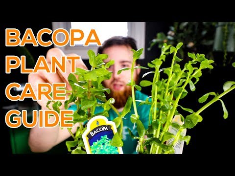 Bacopa monnieri