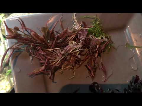 Cryptocoryne wendtii var. pink