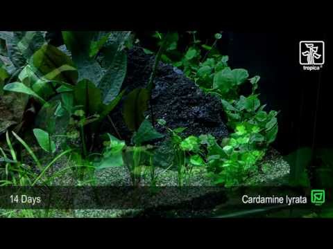 Cardamine lyrata