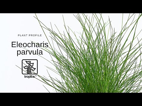 Eleocharis parvula