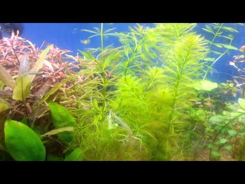 Myriophyllum aquaticum