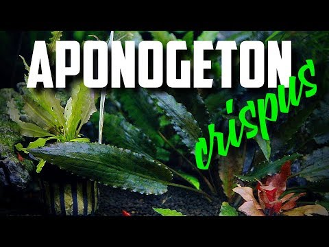 Aponogeton crispus