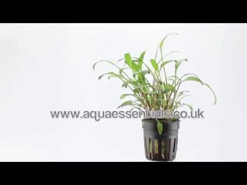 Cryptocoryne lucens