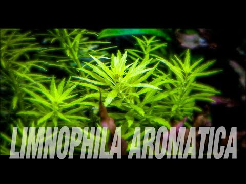 Limnophila aromatica