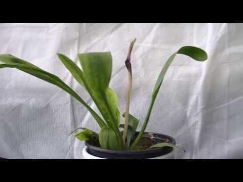 Cryptocoryne nevillii